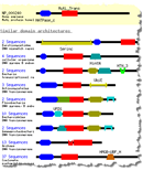 Thumbnail image showing the domain relatives for protein sequence NP_081086, mouse DNA mismatch repair protein Mlh1. Domain relatives are protein sequences that contain one or more of the conserved domains found in the query sequence, as identified by the Conserved Domain Architecture Retrieval Tool (CDART). Click on the image to open a larger, annotated illustration.